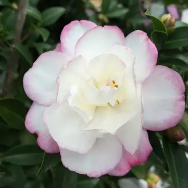 camellia-sasanqua-paradise-blush-1