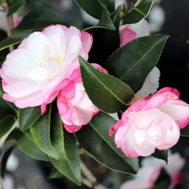 camellia-paradise-blush-3