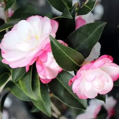 camellia-sasanqua-paradise-blush-3