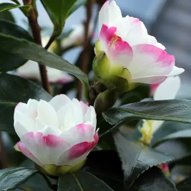 camellia-paradise-blush-4