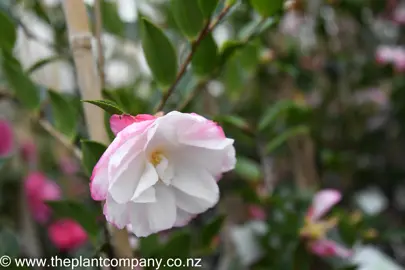 camellia-sasanqua-paradise-blush-5