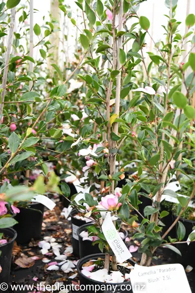 camellia-sasanqua-paradise-blush-6