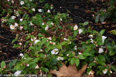 Camellia 'Quintessence' ground cover plant with pink flowers.