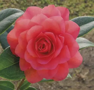 camellia-roma-red-