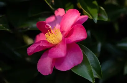 Camellia sasanqua 'Hiryu' elegant pink flower with dark green foliage.