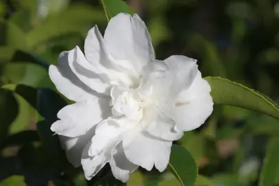Camellia Silver Dollar, elegant, double, white flower.