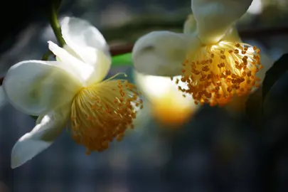 Camelia sinensis white flowers.