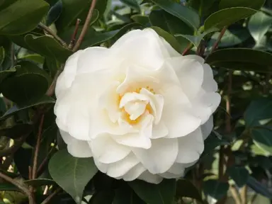 camellia-swan-lake-