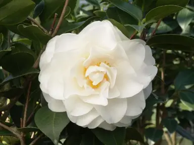camellia-japonica-swan-lake-