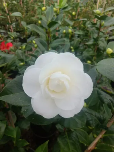 camellia-japonica-swan-lake-2