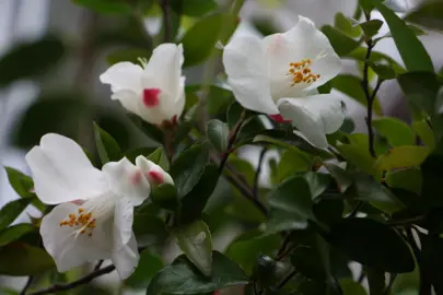 Camellia transnokoensis white flowers with a pink blush.