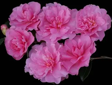 camellia-with-love-1