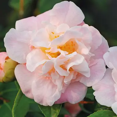 camellia-high-fragrance-