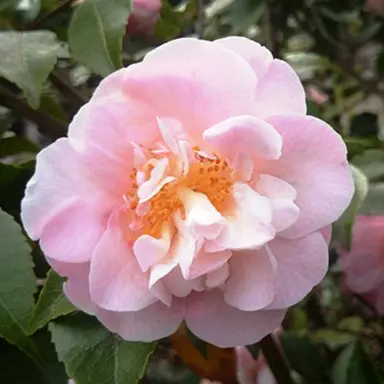 camellia-high-fragrance-2