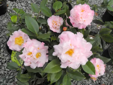 camellia-high-fragrance-3