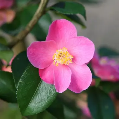 camellia-koto-no-kaori-1