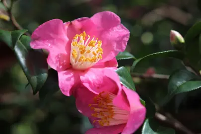 camellia-koto-no-kaori-2