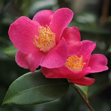 camellia-koto-no-kaori-3