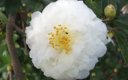 camellia-mine-no-yuki-2