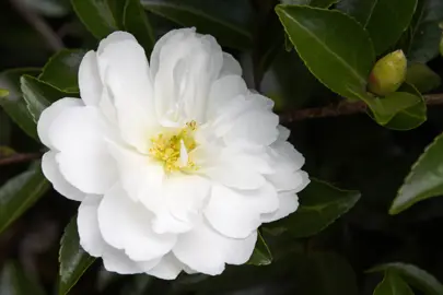 camellia-mine-no-yuki-4
