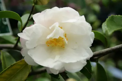 camellia-pure-silk-