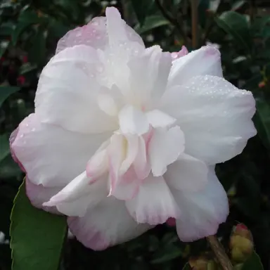 camellia-pure-silk-1