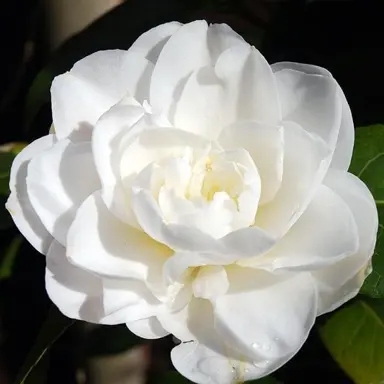 camellia-pure-silk-2