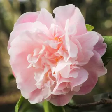 camellia-sweet-emily-kate-
