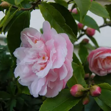 camellia-sweet-emily-kate-1