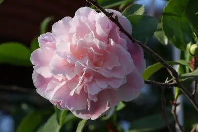 camellia-sweet-emily-kate-3