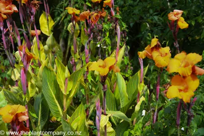 Canna 'Bengal Tiger' with orange flowers and variegated leaves.