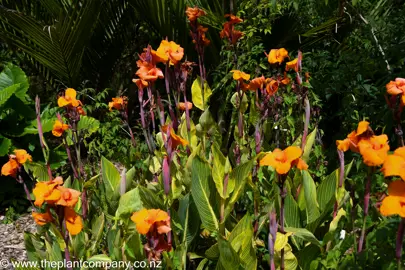 Canna 'Bengal Tiger' with orange flowers and yellow and green leaves.