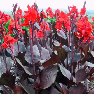 Canna 'Black Magic' plant with dark red flowers.