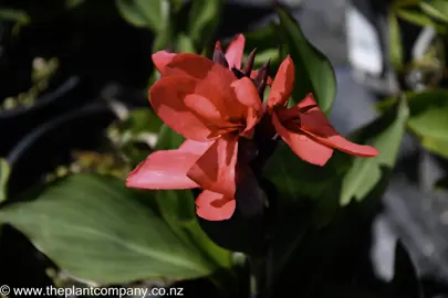 canna-cannova-rose--1