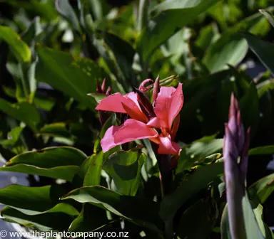 canna-cannova-rose--2