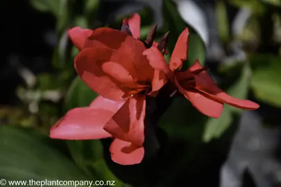 canna-cannova-rose-