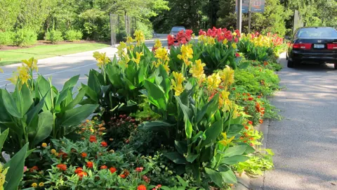 Canna 'Cannova Yellow' plants featuring lush green foliage and bright yellow flowers.
