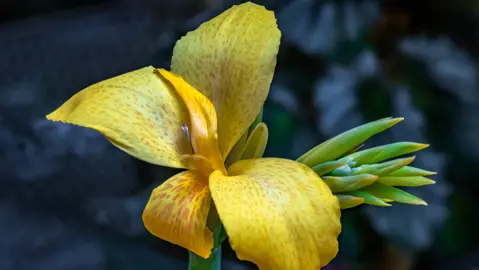 A stunning Canna 'Cannova Yellow' flower.