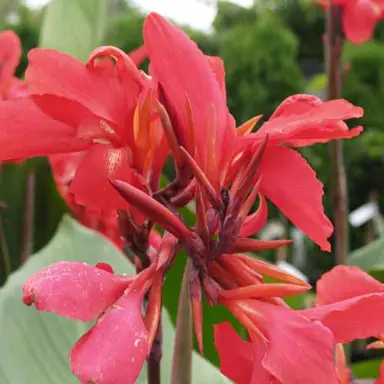 Canna 'Rangitoto' colourful salmon-pink flower.
