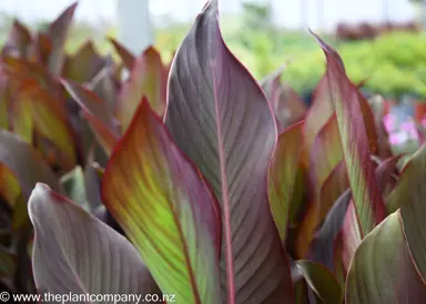 canna-tropical-bronze-scarlet--1