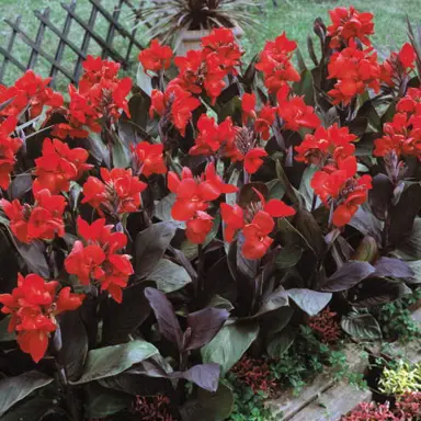 canna-tropical-bronze-scarlet-