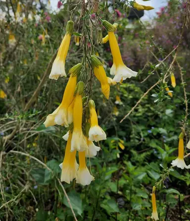 Cantua buxifolia Bicolor yellow and white flower on a shrub.