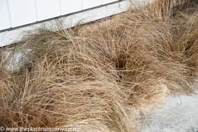 Carex 'Bronze Delight' plants growing in a border.