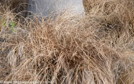 Carex 'Bronze Delight' plants growing around the base of a tree..