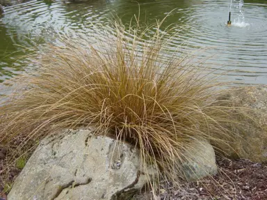 Carex buchananii with lush brown foliage growing as a specimen plant in a rock garden.