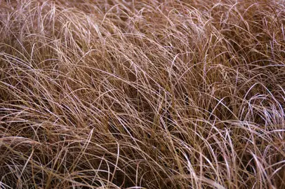 Carex comans Bronze foliage.