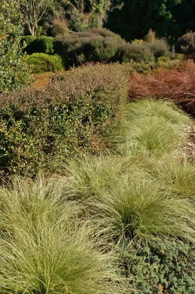 Carex comans green plants with dense, green foliage mass planted in a garden.