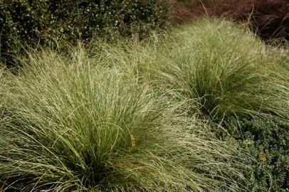 Carex comans green plants with dense, green foliage in a garden.