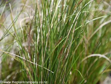 carex-dipsacea--1