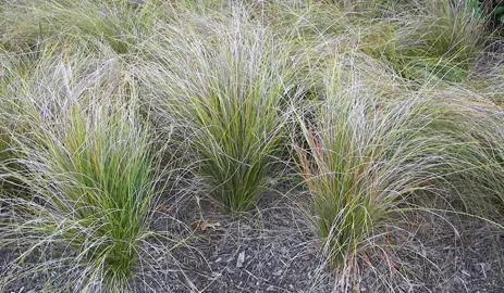 Carex dipsacea plants as a mass planting in a garden.
